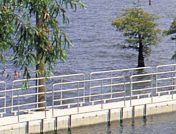 Floating dock with trees in water