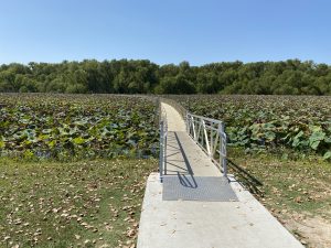 Beginning of elevated wetland walkway