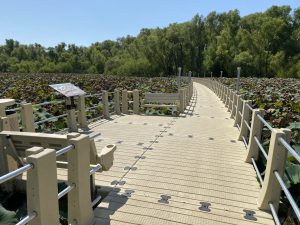 Raised walkway for wetlands with observation area