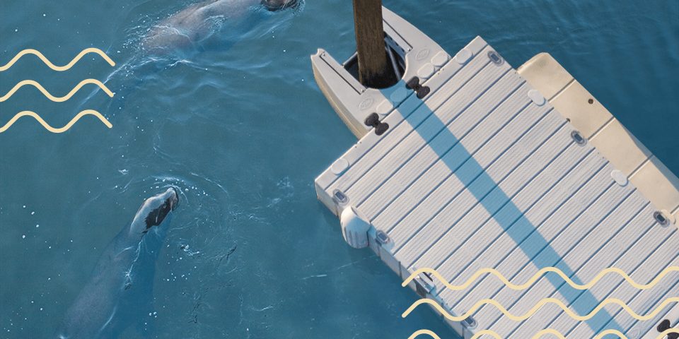 Two sea lions swimming in shallow water beside a gray mooring dock