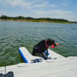 Chien qui sort de l’eau en utilisant la rampe flottante pour chiens
