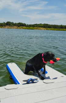 dog climbing out of water using the floating dog ramp