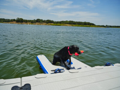 dog climbing out of water using the floating dog ramp
