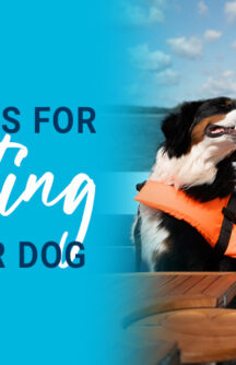 Safety Tips for Boating With Your Dog