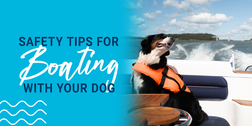 Safety Tips for Boating With Your Dog